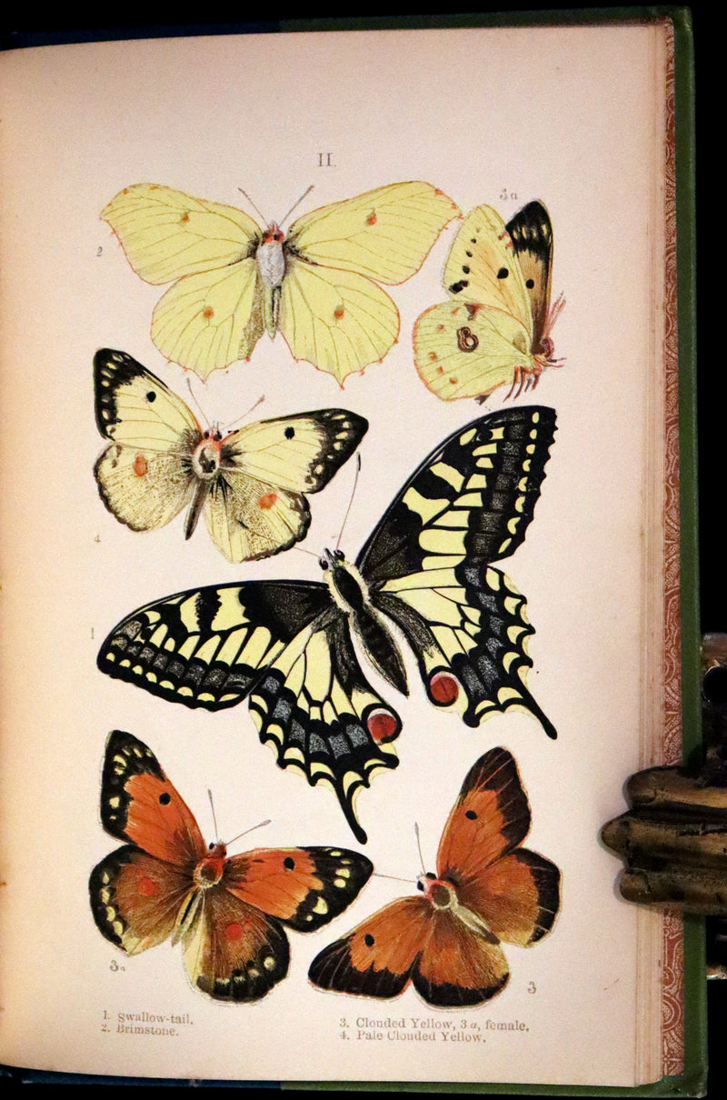 1897 Rare Victorian Book - British Butterflies, Figures and Descriptions of Every Native Species by W. S. Coleman.