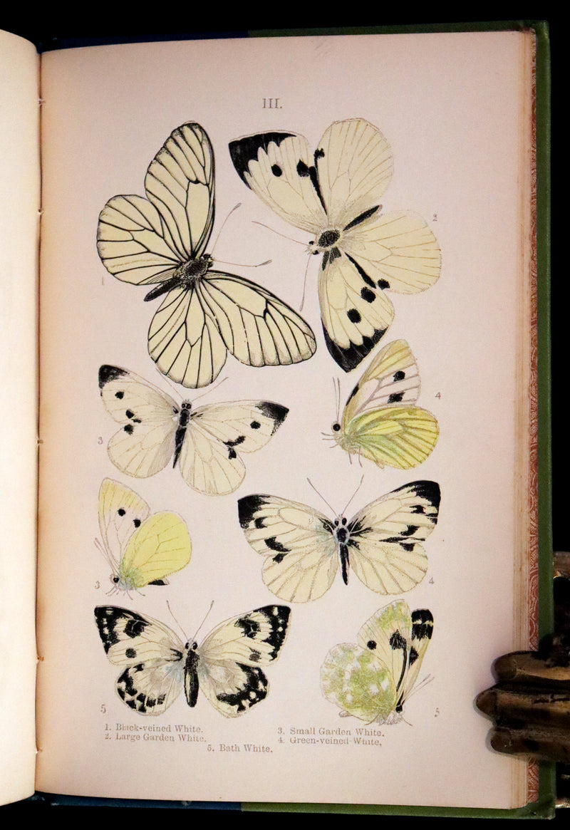 1897 Rare Victorian Book - British Butterflies, Figures and Descriptions of Every Native Species by W. S. Coleman.