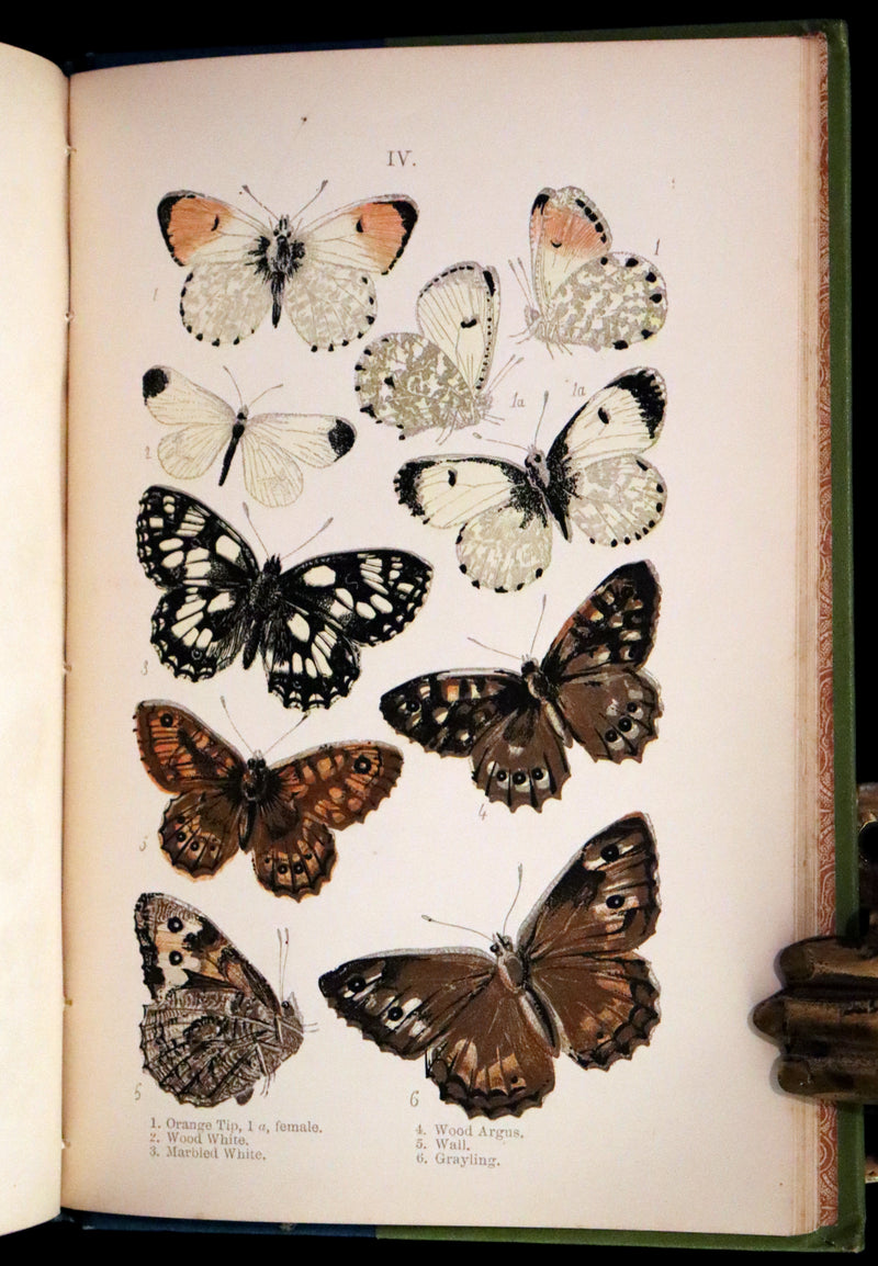 1897 Rare Victorian Book - British Butterflies, Figures and Descriptions of Every Native Species by W. S. Coleman.