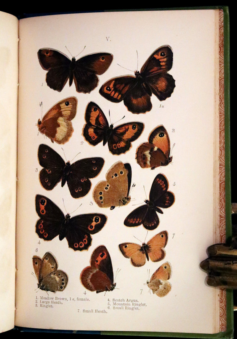 1897 Rare Victorian Book - British Butterflies, Figures and Descriptions of Every Native Species by W. S. Coleman.