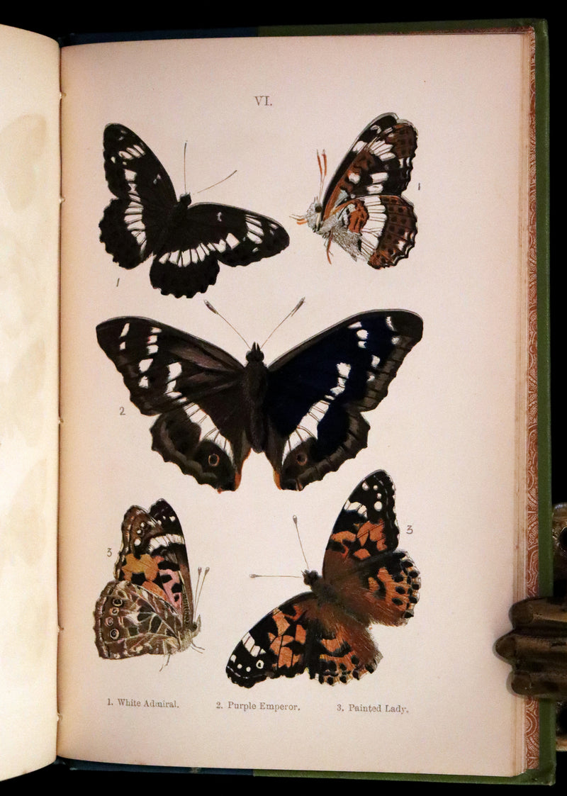 1897 Rare Victorian Book - British Butterflies, Figures and Descriptions of Every Native Species by W. S. Coleman.