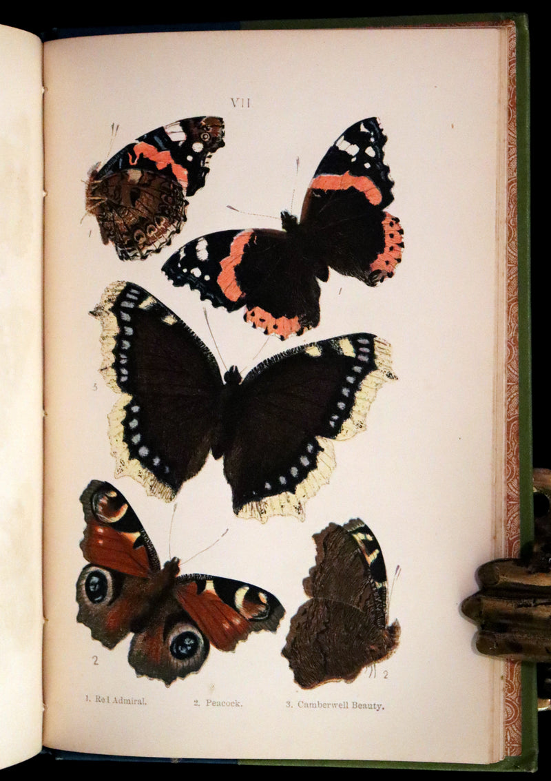 1897 Rare Victorian Book - British Butterflies, Figures and Descriptions of Every Native Species by W. S. Coleman.