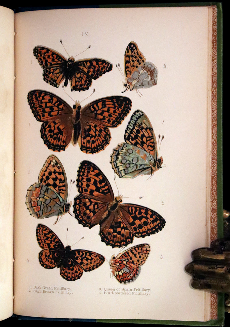 1897 Rare Victorian Book - British Butterflies, Figures and Descriptions of Every Native Species by W. S. Coleman.