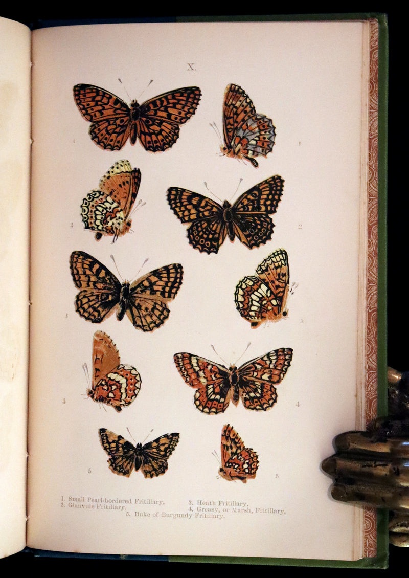 1897 Rare Victorian Book - British Butterflies, Figures and Descriptions of Every Native Species by W. S. Coleman.