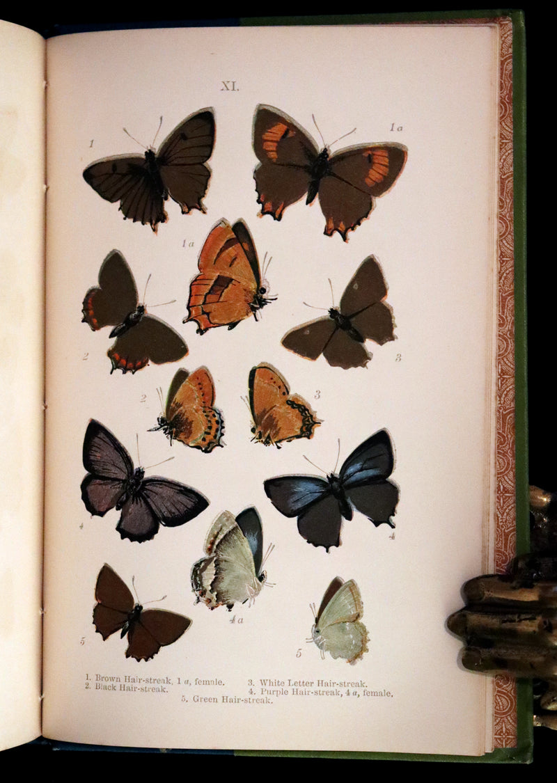 1897 Rare Victorian Book - British Butterflies, Figures and Descriptions of Every Native Species by W. S. Coleman.