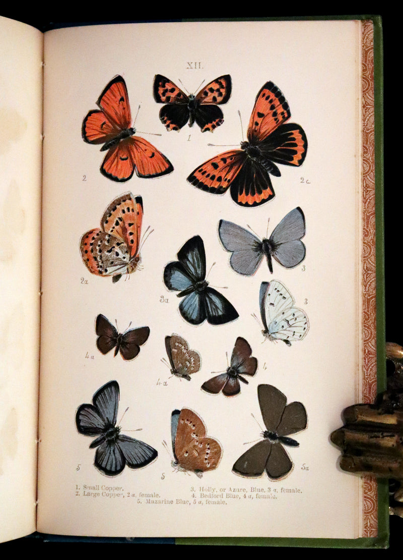 1897 Rare Victorian Book - British Butterflies, Figures and Descriptions of Every Native Species by W. S. Coleman.