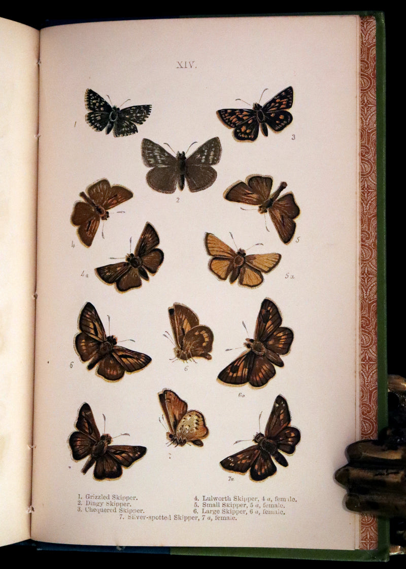 1897 Rare Victorian Book - British Butterflies, Figures and Descriptions of Every Native Species by W. S. Coleman.