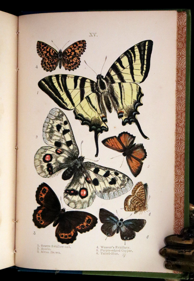 1897 Rare Victorian Book - British Butterflies, Figures and Descriptions of Every Native Species by W. S. Coleman.