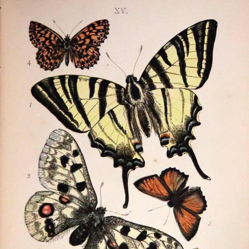1897 Rare Victorian Book - British Butterflies, Figures and Descriptions of Every Native Species by W. S. Coleman.