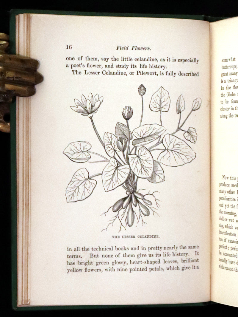 1870 Scarce First Edition - FIELD FLOWERS, A handy-book for the rambling by the botanist James Shirley Hibberd.