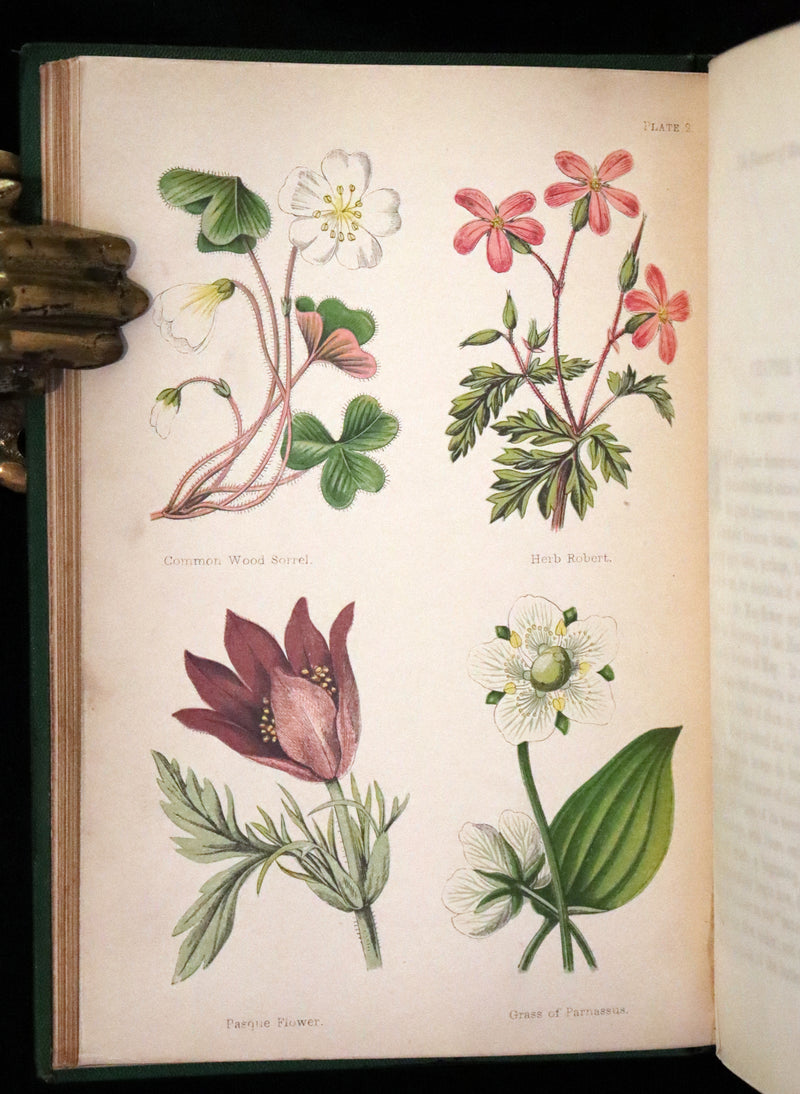 1870 Scarce First Edition - FIELD FLOWERS, A handy-book for the rambling by the botanist James Shirley Hibberd.