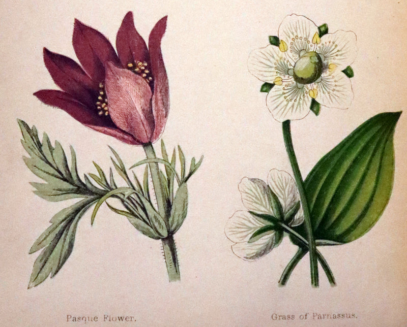 1870 Scarce First Edition - FIELD FLOWERS, A handy-book for the rambling by the botanist James Shirley Hibberd.