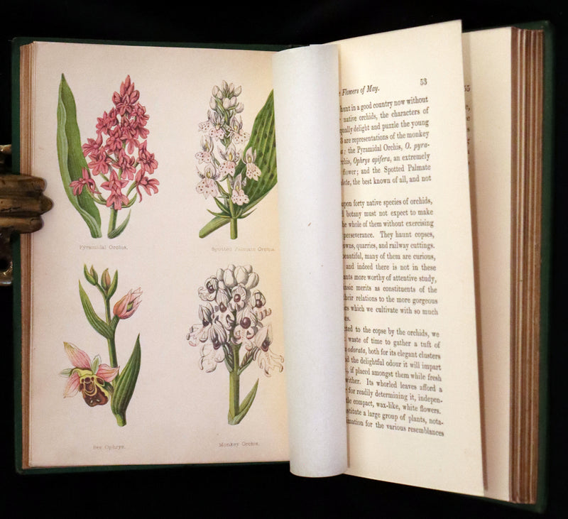 1870 Scarce First Edition - FIELD FLOWERS, A handy-book for the rambling by the botanist James Shirley Hibberd.
