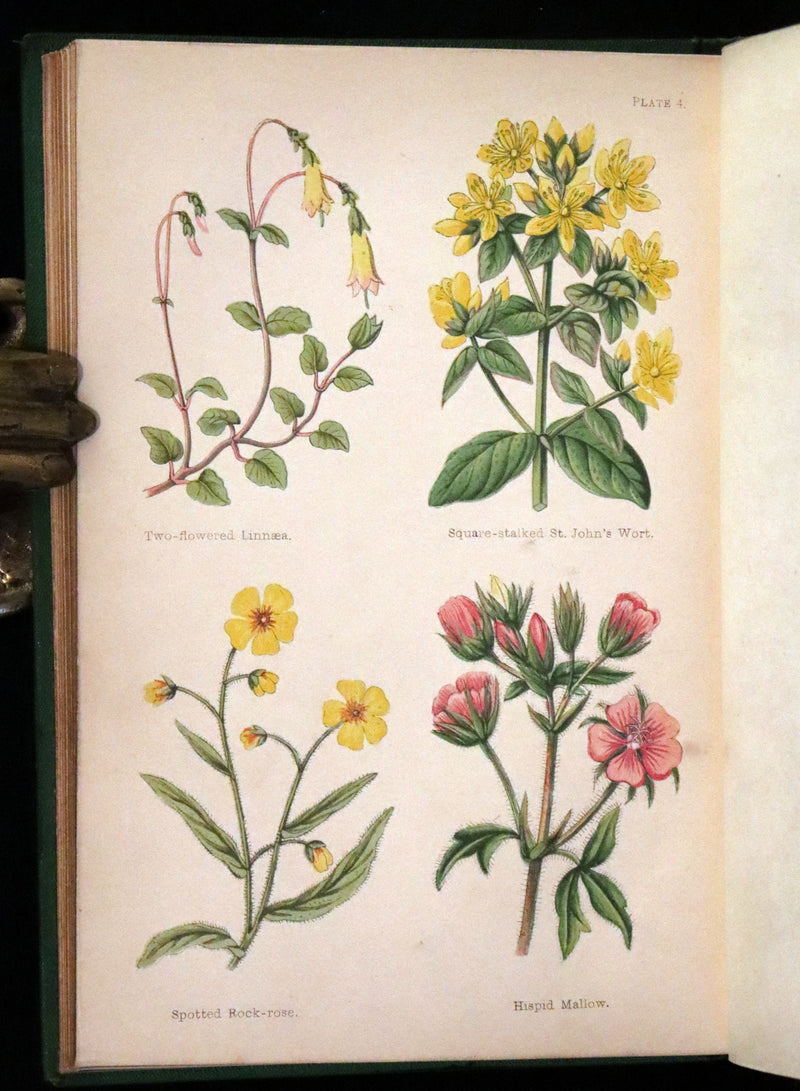 1870 Scarce First Edition - FIELD FLOWERS, A handy-book for the rambling by the botanist James Shirley Hibberd.