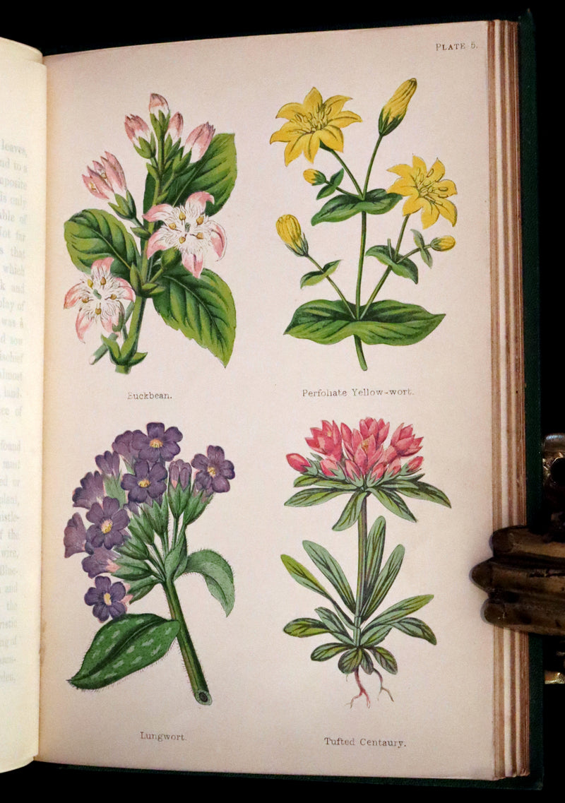 1870 Scarce First Edition - FIELD FLOWERS, A handy-book for the rambling by the botanist James Shirley Hibberd.