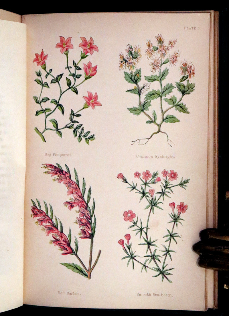 1870 Scarce First Edition - FIELD FLOWERS, A handy-book for the rambling by the botanist James Shirley Hibberd.