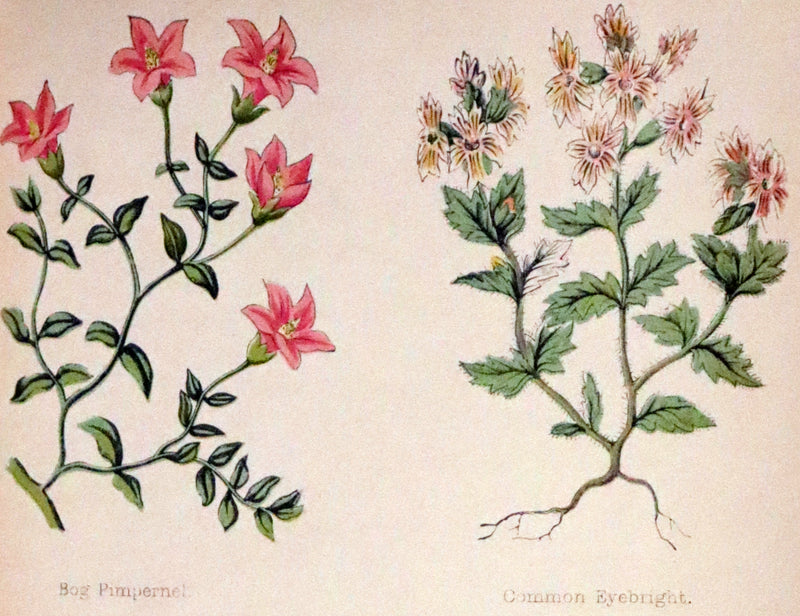 1870 Scarce First Edition - FIELD FLOWERS, A handy-book for the rambling by the botanist James Shirley Hibberd.