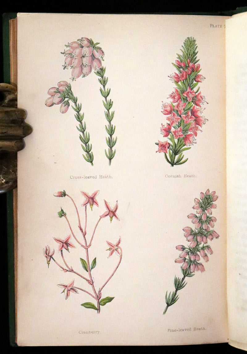 1870 Scarce First Edition - FIELD FLOWERS, A handy-book for the rambling by the botanist James Shirley Hibberd.