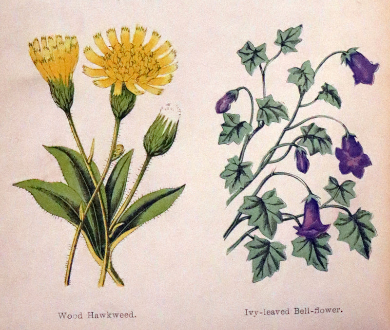 1870 Scarce First Edition - FIELD FLOWERS, A handy-book for the rambling by the botanist James Shirley Hibberd.