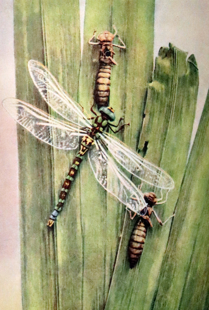 1937 Rare First Edition - The Dragonflies of the British Isles by Madame Dragonfly, Cynthia Longfield.