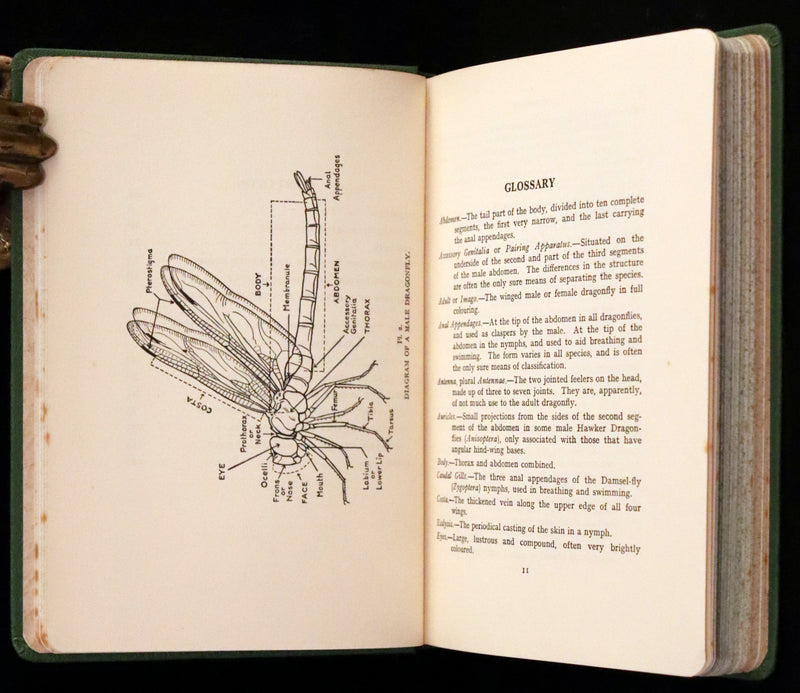 1937 Rare First Edition - The Dragonflies of the British Isles by Madame Dragonfly, Cynthia Longfield.
