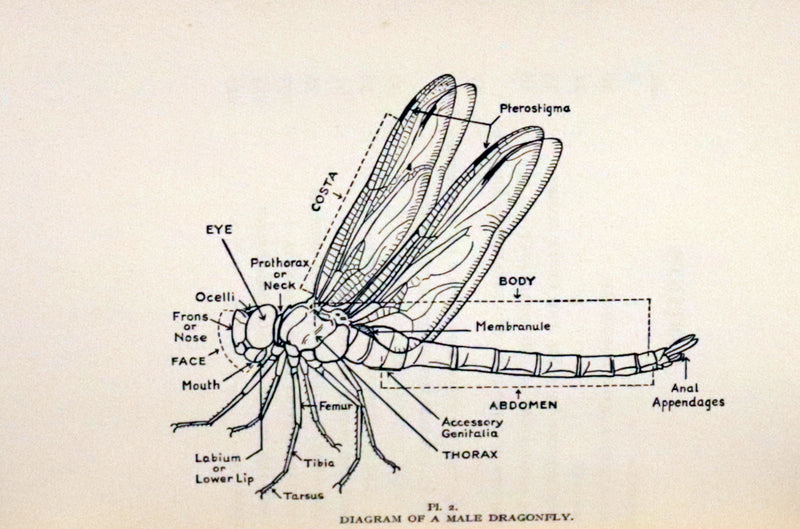 1937 Rare First Edition - The Dragonflies of the British Isles by Madame Dragonfly, Cynthia Longfield.