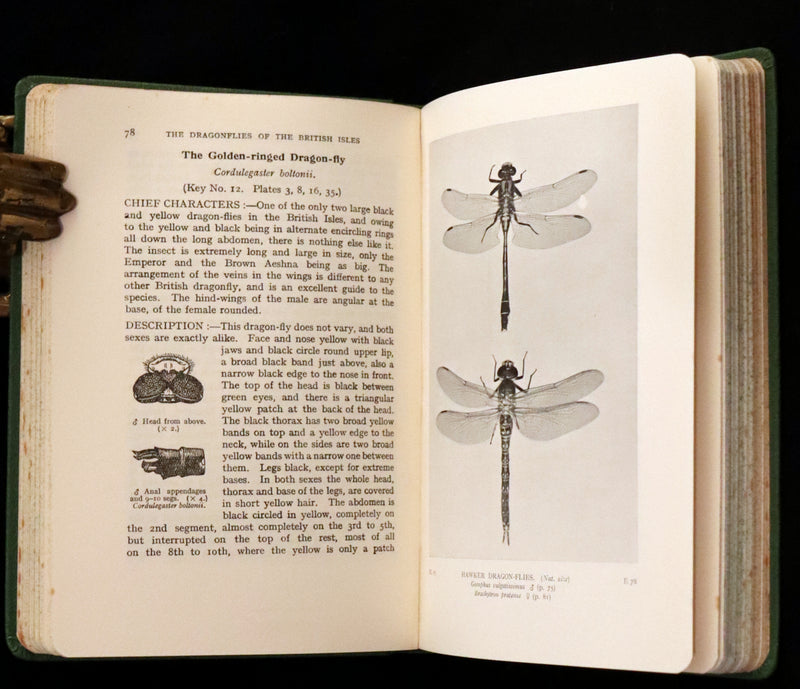 1937 Rare First Edition - The Dragonflies of the British Isles by Madame Dragonfly, Cynthia Longfield.