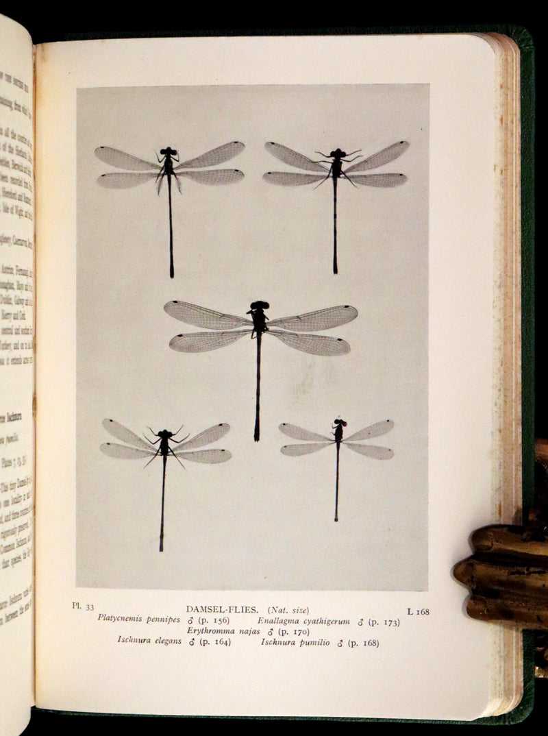 1937 Rare First Edition - The Dragonflies of the British Isles by Madame Dragonfly, Cynthia Longfield.