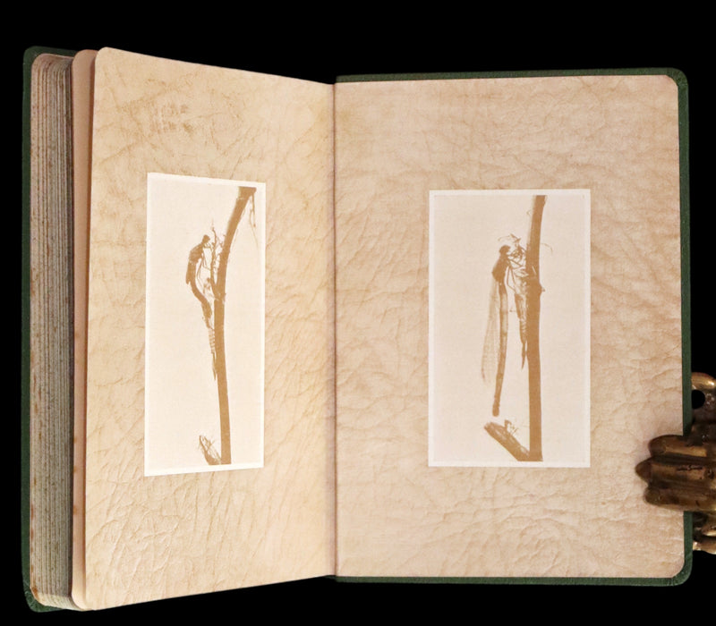 1937 Rare First Edition - The Dragonflies of the British Isles by Madame Dragonfly, Cynthia Longfield.