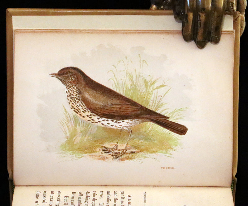 1857 Scarce Ornithology Book ~ Our Native Songsters with 72 colored plates by Anne Pratt.