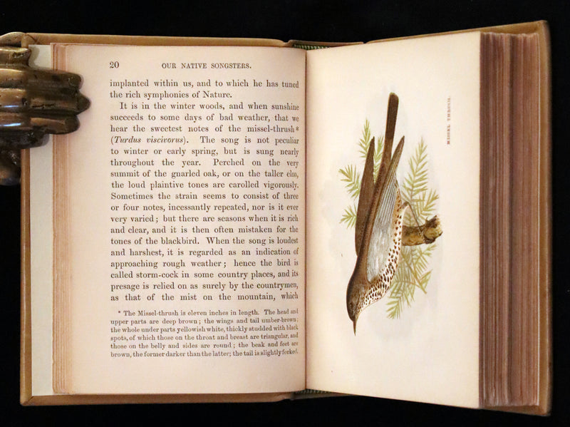 1857 Scarce Ornithology Book ~ Our Native Songsters with 72 colored plates by Anne Pratt.