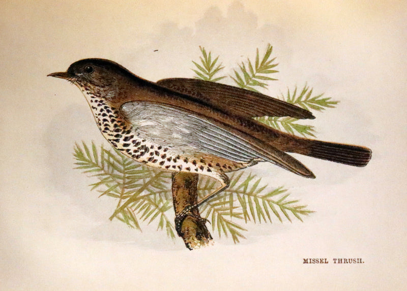 1857 Scarce Ornithology Book ~ Our Native Songsters with 72 colored plates by Anne Pratt.