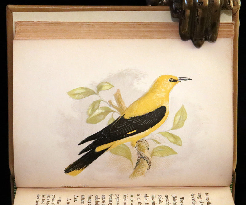1857 Scarce Ornithology Book ~ Our Native Songsters with 72 colored plates by Anne Pratt.