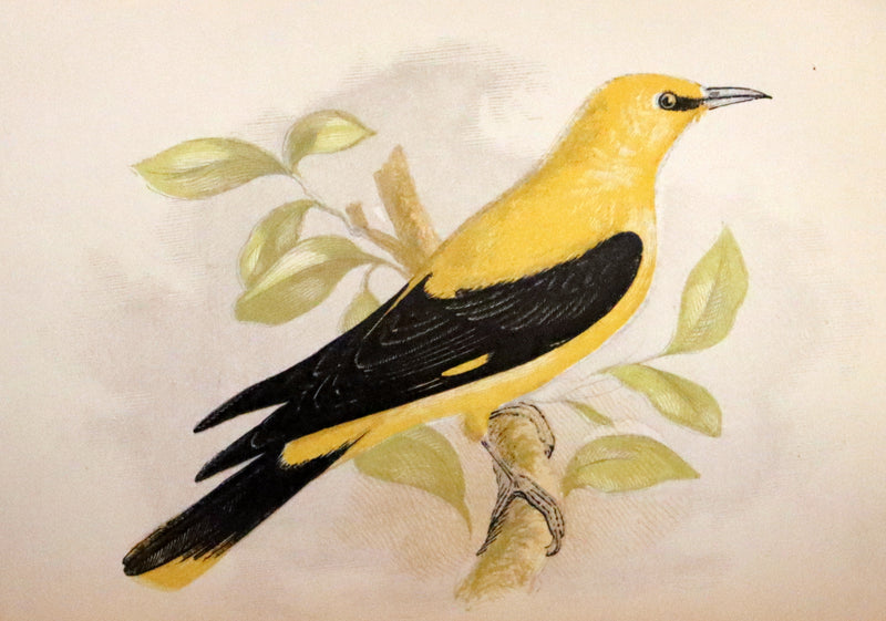1857 Scarce Ornithology Book ~ Our Native Songsters with 72 colored plates by Anne Pratt.