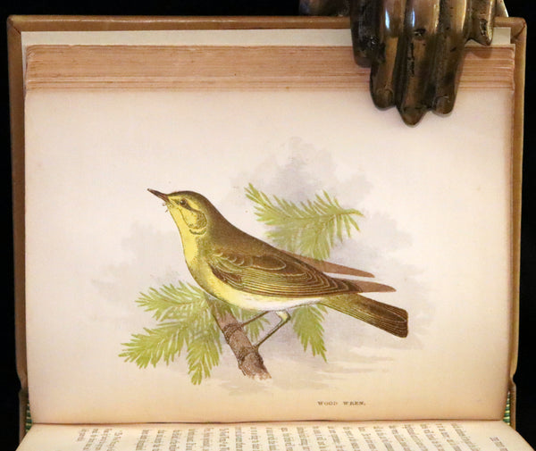 1857 Scarce Ornithology Book ~ Our Native Songsters with 72 colored plates by Anne Pratt.