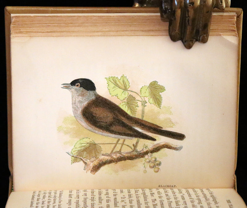 1857 Scarce Ornithology Book ~ Our Native Songsters with 72 colored plates by Anne Pratt.