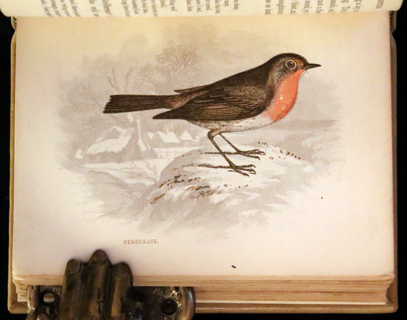 1857 Scarce Ornithology Book ~ Our Native Songsters with 72 colored plates by Anne Pratt.