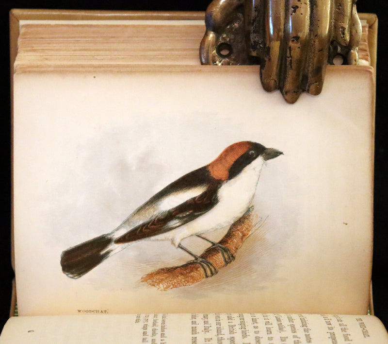 1857 Scarce Ornithology Book ~ Our Native Songsters with 72 colored plates by Anne Pratt.