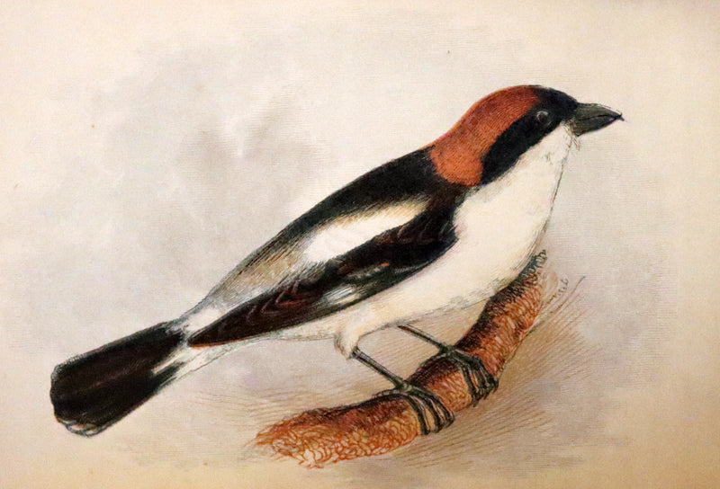 1857 Scarce Ornithology Book ~ Our Native Songsters with 72 colored plates by Anne Pratt.
