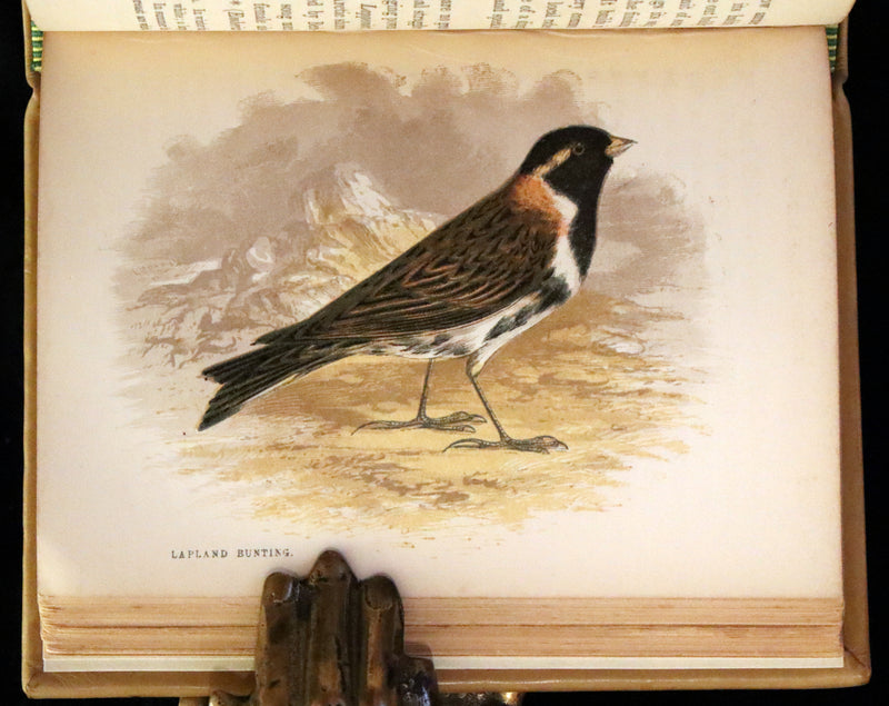 1857 Scarce Ornithology Book ~ Our Native Songsters with 72 colored plates by Anne Pratt.