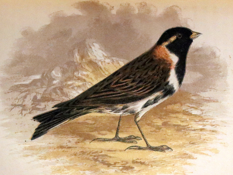 1857 Scarce Ornithology Book ~ Our Native Songsters with 72 colored plates by Anne Pratt.
