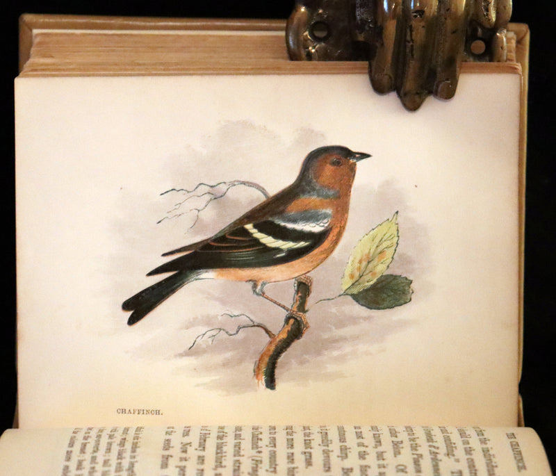 1857 Scarce Ornithology Book ~ Our Native Songsters with 72 colored plates by Anne Pratt.