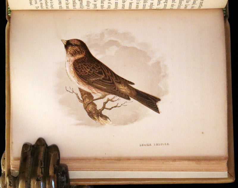 1857 Scarce Ornithology Book ~ Our Native Songsters with 72 colored plates by Anne Pratt.