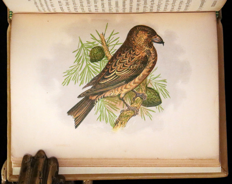 1857 Scarce Ornithology Book ~ Our Native Songsters with 72 colored plates by Anne Pratt.