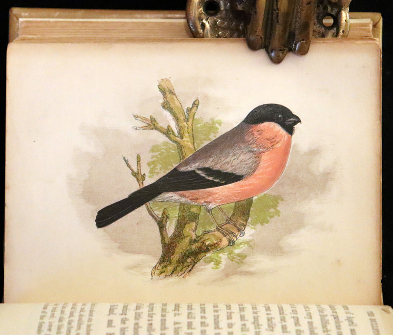1857 Scarce Ornithology Book ~ Our Native Songsters with 72 colored plates by Anne Pratt.