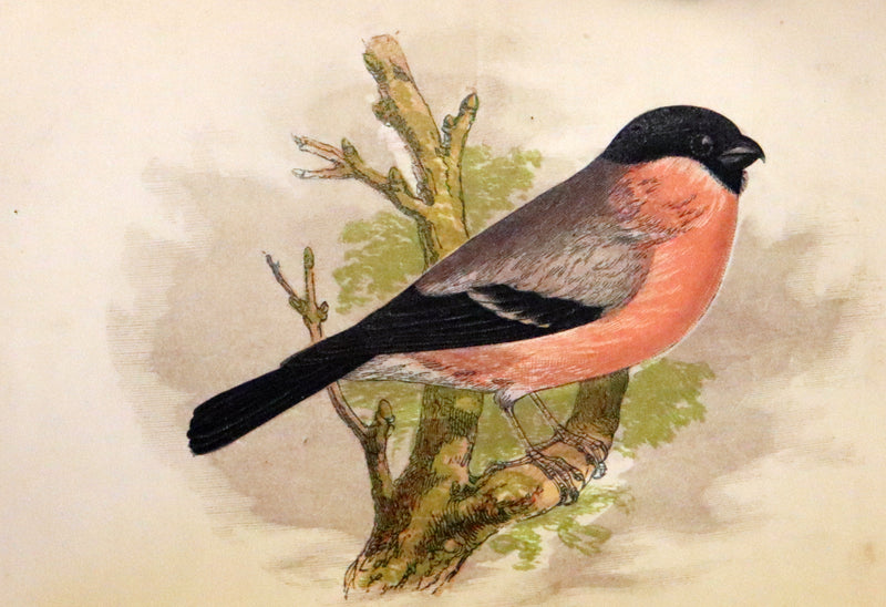 1857 Scarce Ornithology Book ~ Our Native Songsters with 72 colored plates by Anne Pratt.