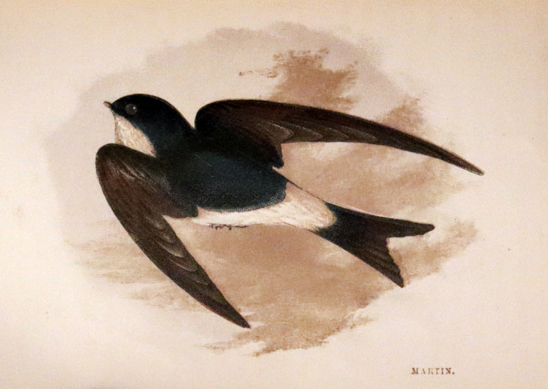 1857 Scarce Ornithology Book ~ Our Native Songsters with 72 colored plates by Anne Pratt.