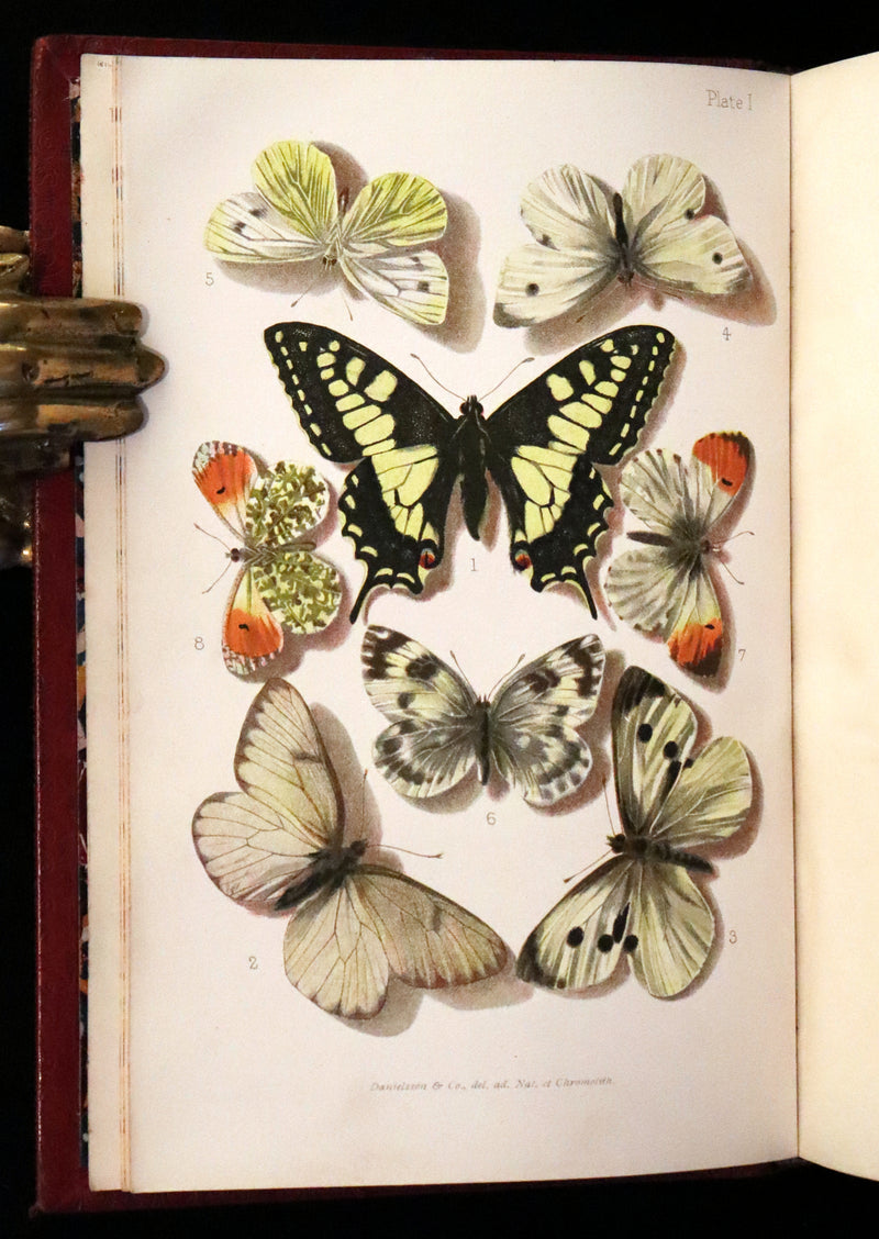 1894 Rare First Edition - Butterflies and Moths (British) by William Samuel Furneaux. Color illustrated.