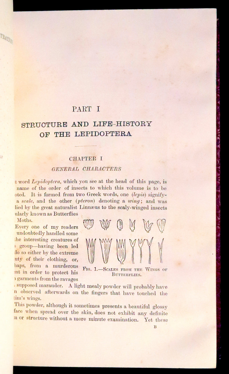 1894 Rare First Edition - Butterflies and Moths (British) by William Samuel Furneaux. Color illustrated.