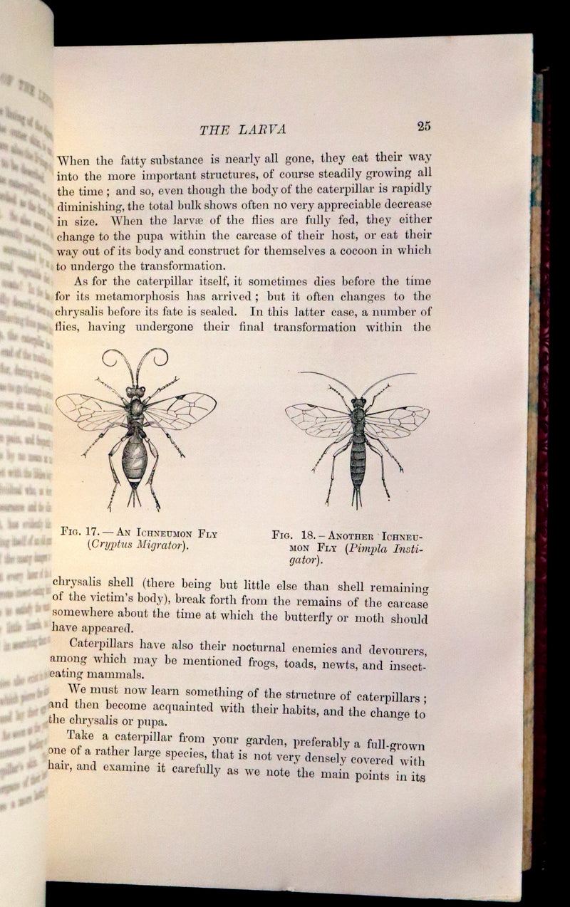 1894 Rare First Edition - Butterflies and Moths (British) by William Samuel Furneaux. Color illustrated.